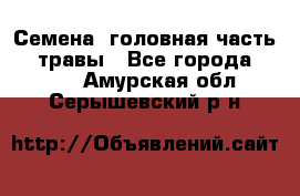 Семена (головная часть))) травы - Все города  »    . Амурская обл.,Серышевский р-н